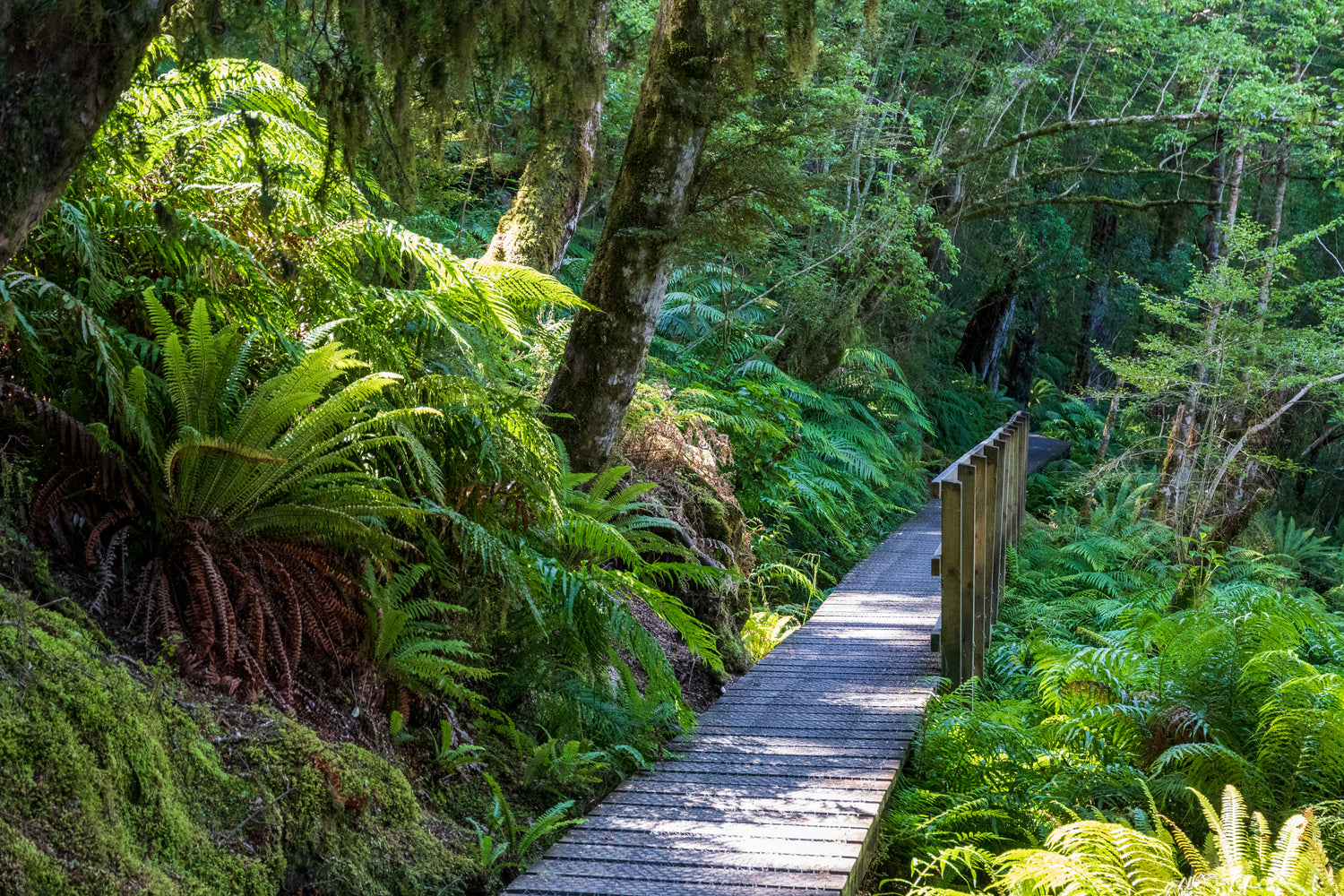A bush walk trail through New Zealand native trees and ferns.